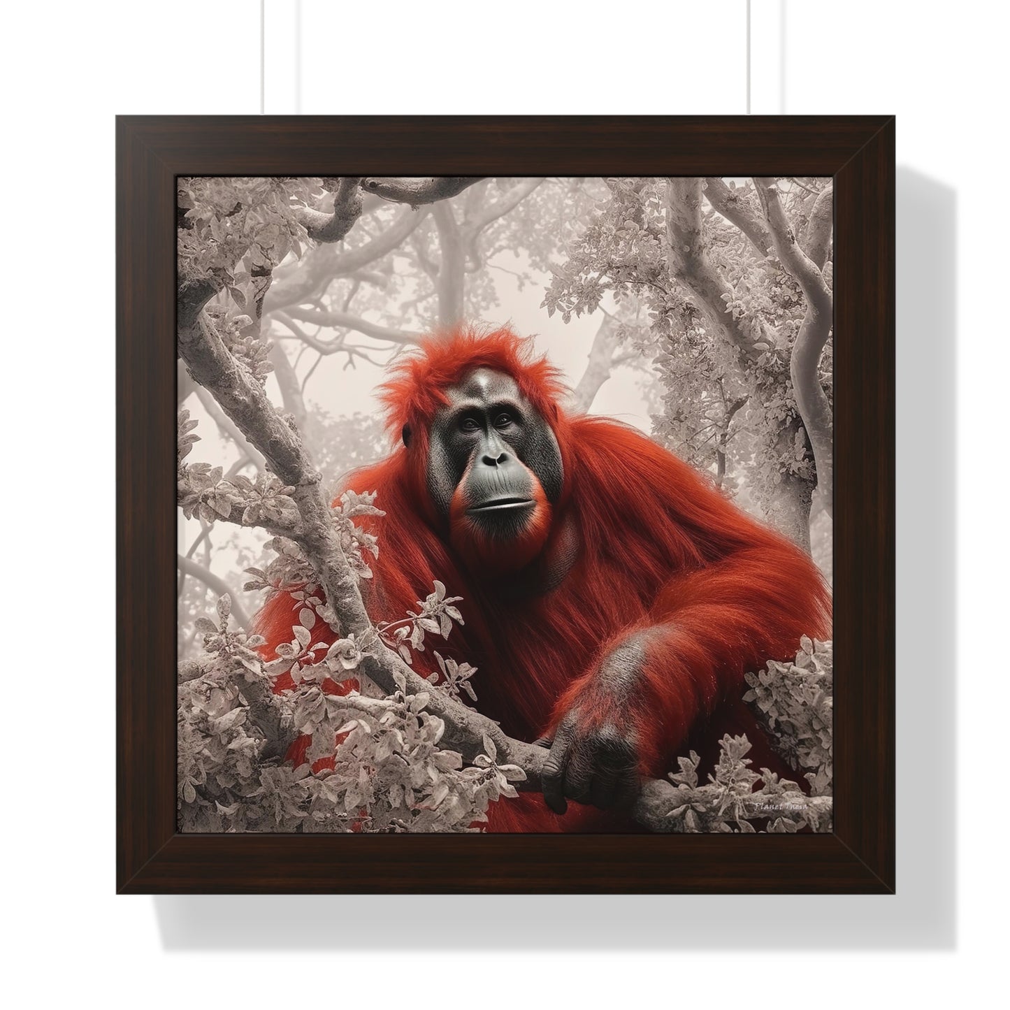 The Red Orangutan of Theia