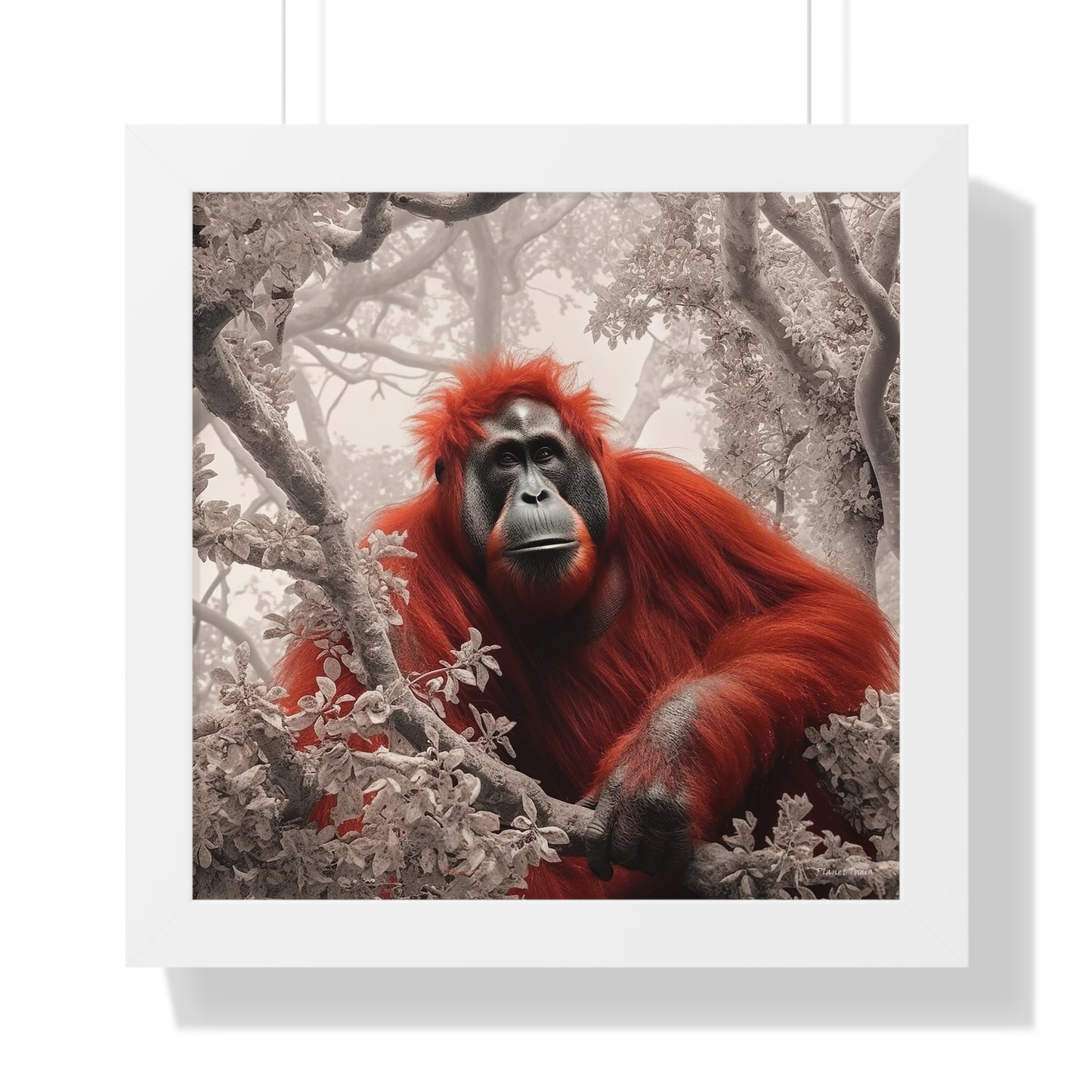 The Red Orangutan of Theia