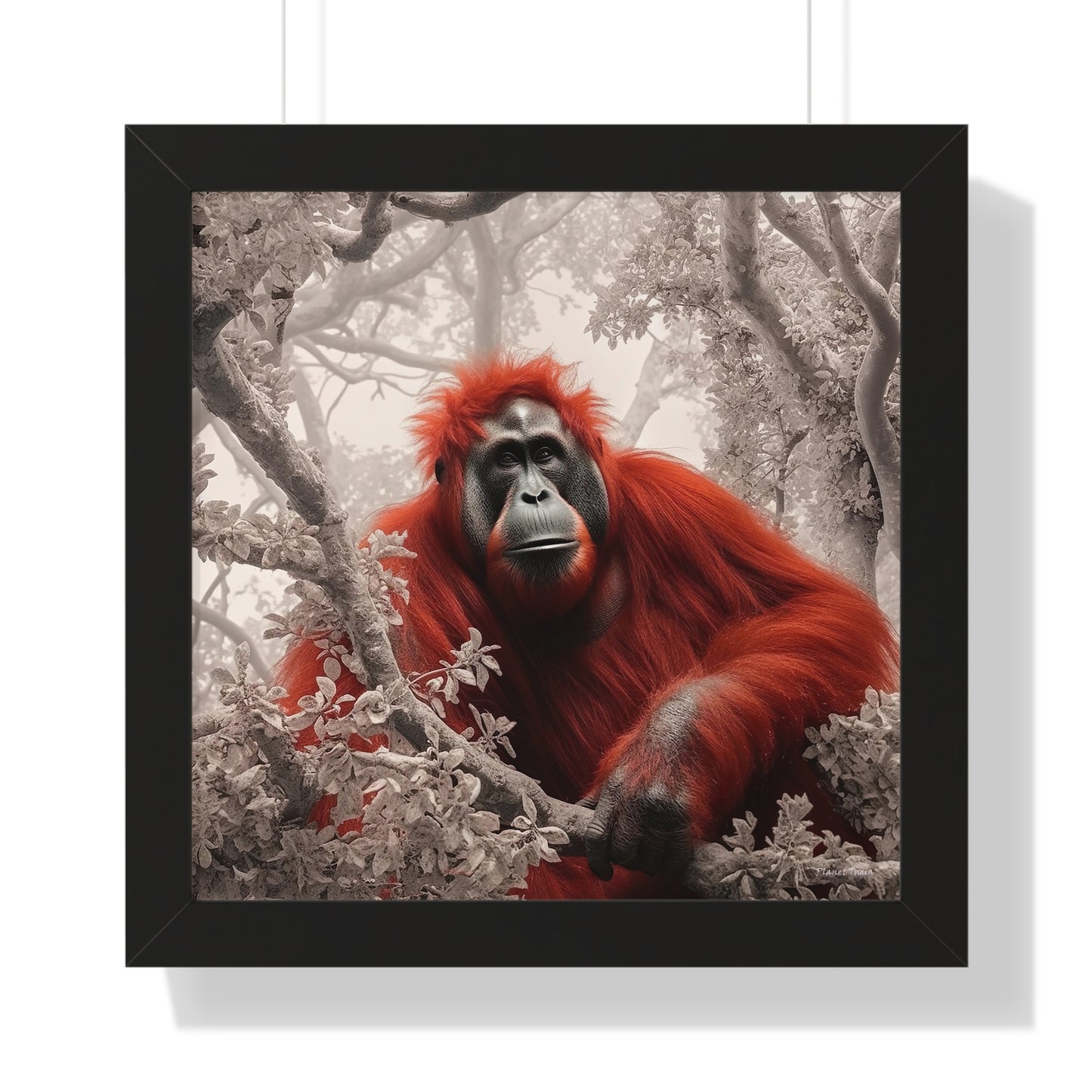 The Red Orangutan of Theia